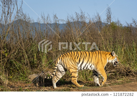 wild female bengal tiger or panthera tigris side profile walking on road or forest trail side for territory marking from vehicles in safari at jim corbett national park reserve uttarakhand india asia wild female bengal tiger or panthera tigris side profile walking on road or forest trail side for territory marking from vehicles in safari at jim corbett national park reserve uttarakhand india asia 121872282