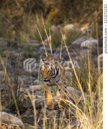 wild female bengal tiger or tigress or panthera tigris walking head on looking straight into eyes in winter season safari at jim corbett national park forest reserve uttarakhand india 121872283