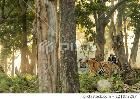 jim corbett national park, Uttarakhand, India Wild Female bengal Tiger or tigress walking in forest in background safari vehicles tourists wildlife photographers and nature lover jim corbett national park, Uttarakhand, India Wild Female bengal Tiger or tigress walking in forest in background safari vehicles tourists wildlife photographers and nature lover 121872287
