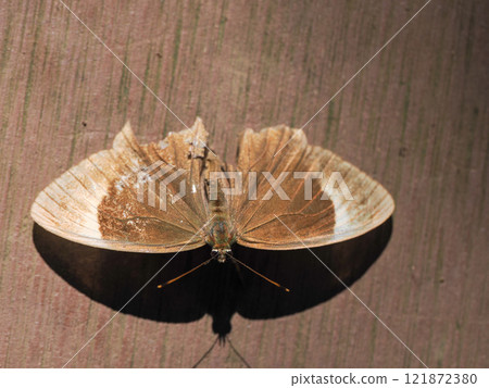 Black lizard Black lizard 121872380