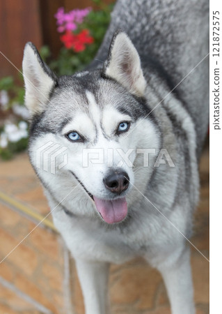 Husky dog close-up head portrait Husky dog close-up head portrait 121872575