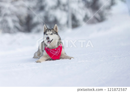 Husky dog with red scarf lying in snow close-up 121872587