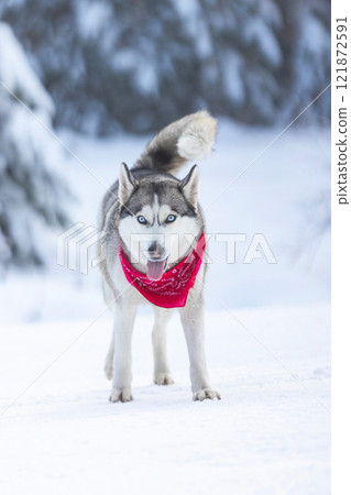 Siberian Husky dog walking, winter forest 121872591