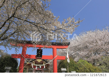 位於茨城縣卡巴山山麓的卡巴山神社（真部參拜殿），紅色的鳥居和盛開的櫻花在春天的藍色天空的襯托下格外引人注目。 121872613