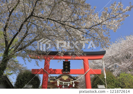 位於茨城縣卡巴山山麓的卡巴山神社（真部參拜殿），紅色的鳥居和盛開的櫻花在春天的藍色天空的襯托下格外引人注目。 121872614