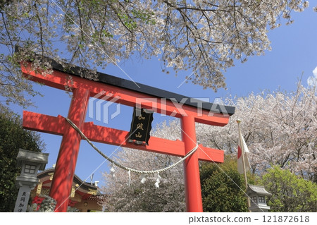 The red torii gate and cherry blossoms in full bloom at Kabasan Shrine (Makabe Haiden) at the foot of Mount Kabasan in Ibaraki Prefecture stand out against the blue spring sky. 121872618