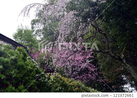 櫻花環繞的近江神社 121872661