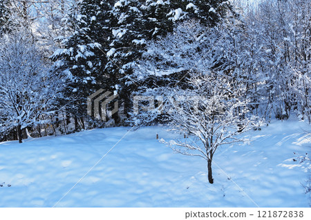 Trees covered in fresh snow waiting for the morning sun 121872838