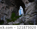 Tokyo Cathedral of St. Mary, Lourdes Grotto 121873020