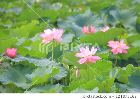 蓮花群，烏丸半島[滋賀縣草津市] 121873162