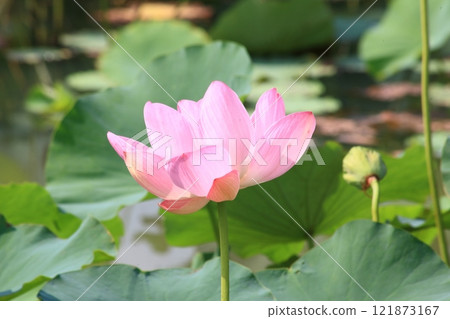 蓮花群，烏丸半島[滋賀縣草津市] 121873167