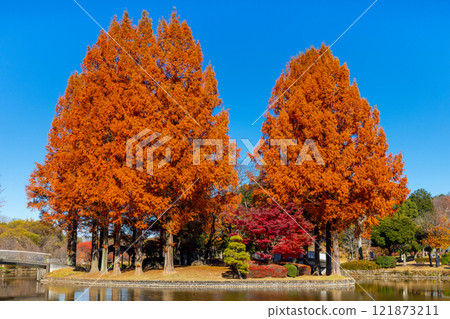 Hirakata, Ageo City, Saitama Prefecture Metasequoia and maple leaves on an island in the large pond at Ageo Maruyama Park 121873211