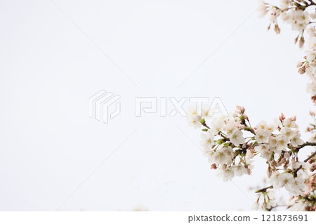 Cherry blossom copy space (background material) 121873691