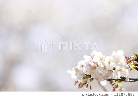 Cherry blossom copy space (background material) Cherry blossom copy space (background material) 121873692
