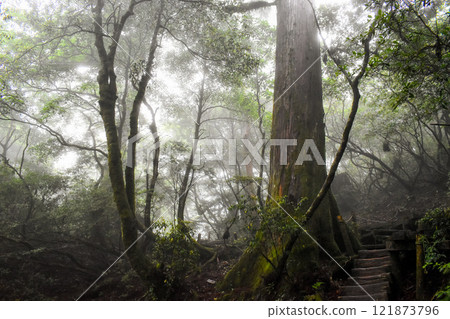 漫步屋久島的茂密森林 | 世界遺產自然【繩文雪松健行】 121873796