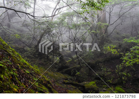 漫步屋久島的茂密森林 | 世界遺產自然【繩文雪松健行】 漫步屋久島的茂密森林 | 世界遺產自然【繩文雪松健行】 121873798