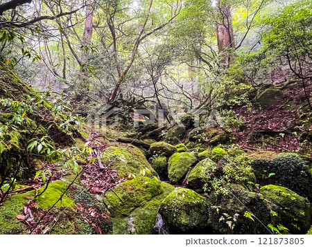漫步屋久島的茂密森林 | 世界遺產自然【繩文雪松健行】 漫步屋久島的茂密森林 | 世界遺產自然【繩文雪松健行】 121873805