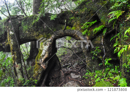 漫步屋久島的茂密森林 | 世界遺產自然【繩文雪松健行】 121873808