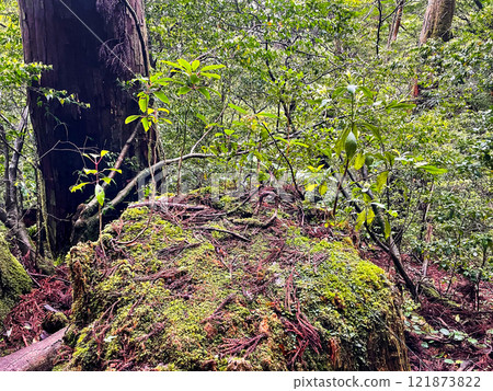 漫步屋久島的茂密森林 | 世界遺產自然【繩文雪松健行】 121873822