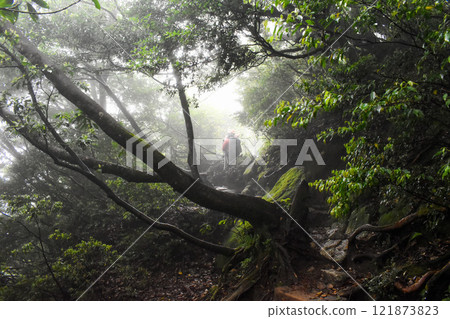 漫步屋久島的茂密森林 | 世界遺產自然【繩文雪松健行】 121873823