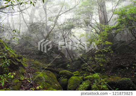 漫步屋久島的茂密森林 | 世界遺產自然【繩文雪松健行】 121873825