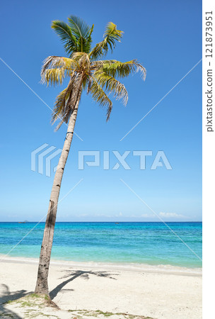 Coconut palm tree on the beach on Malapascua Island, Philippines. Coconut palm tree on the beach on Malapascua Island, Philippines. 121873951