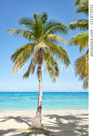 Coconut palm tree on the beach on Malapascua Island, Philippines. 121873952