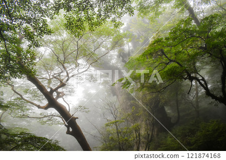 Yakushima | Majestic Jomon Cedar in the mist | World Heritage Nature [Trekking/Hiking Goal] 121874168