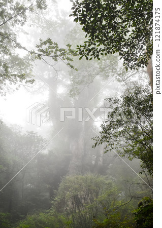 屋久島 | 霧中雄偉的繩文雪松 | 世界遺產自然【健行/健行的目標】 121874175