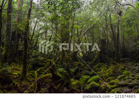 Hiking in Shiratani Unsuikyo Gorge, Yakushima | World Heritage Site Nature and Dense Mysterious Forest [Pilgrimage to the Sacred Land of Princess Mononoke Forest] 121874665