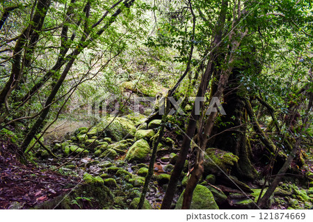 屋久島白谷雲水峽健行 | 世界遺產自然與神秘森林【幽靈公主的森林巡禮】 121874669