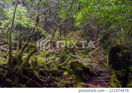 屋久島白谷雲水峽健行 | 世界遺產自然與神秘森林【幽靈公主的森林巡禮】 121874676