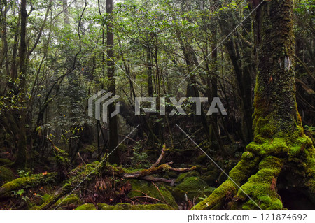 Hiking in Shiratani Unsuikyo Gorge, Yakushima | World Heritage Site Nature and Dense Mysterious Forest [Pilgrimage to the Sacred Land of Princess Mononoke Forest] 121874692