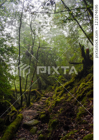 屋久島白谷雲水峽健行 | 世界遺產自然與神秘森林【幽靈公主的森林巡禮】 121874696