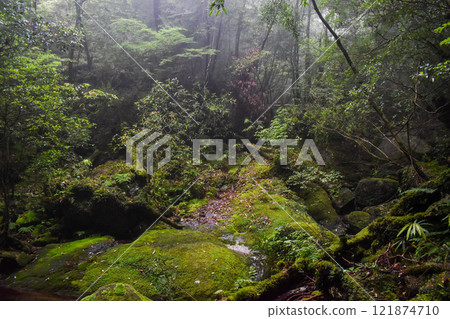 屋久島白谷雲水峽健行 | 世界遺產自然與神秘森林【幽靈公主的森林巡禮】 121874710