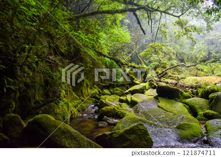 Hiking in Shiratani Unsuikyo Gorge, Yakushima | World Heritage Site Nature and the Mysterious and Fantastic Forest of Princess Mononoke [Sacred Site Pilgrimage] 121874711