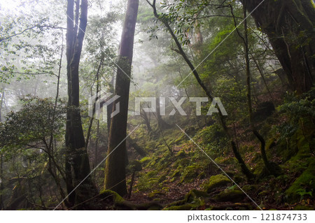 屋久島白谷雲水峽健行 | 世界遺產自然與神秘森林【幽靈公主的森林巡禮】 屋久島白谷雲水峽健行 | 世界遺產自然與神秘森林【幽靈公主的森林巡禮】 121874733