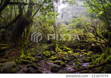 屋久島白谷雲水峽健行 | 世界遺產自然與神秘森林【幽靈公主的森林巡禮】 121874734