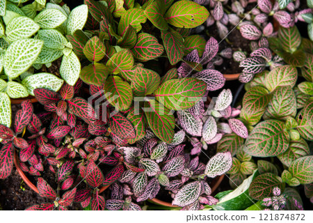 Close-up of vibrant Fittonia plants with colorful vein patterns on green, red, and purple leaves. A tropical ornamental houseplant Close-up of vibrant Fittonia plants with colorful vein patterns on green, red, and purple leaves. A tropical ornamental houseplant 121874872