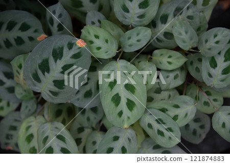 Close-up of Maranta leuconeura var. kerchoveana leaves with soft green hues and dark green spots, creating an eye-catching natural pattern 121874883