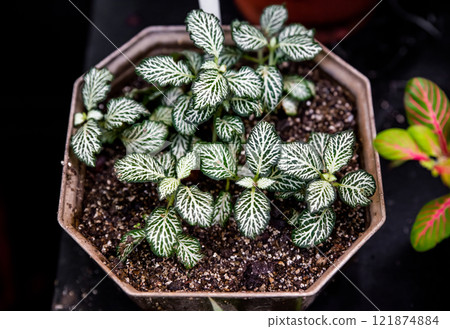 Fittonia albivenis Mosaic White Tiger in a pot, showcasing its striking white-veined green leaves and compact, lush growth Fittonia albivenis Mosaic White Tiger in a pot, showcasing its striking white-veined green leaves and compact, lush growth 121874884