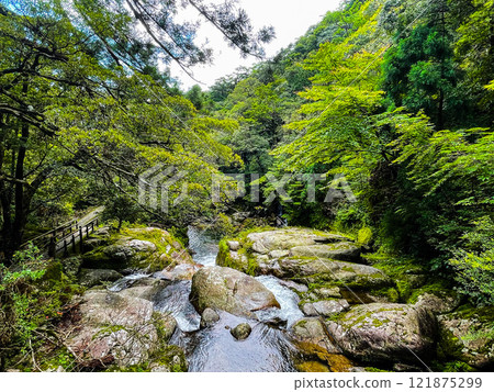 Hiking in Shiratani Unsuikyo Gorge, Yakushima | World Heritage Site Nature and Dense Mysterious Forest [Pilgrimage to the Sacred Land of Princess Mononoke Forest] 121875299
