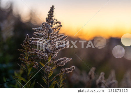 Grass illuminated by the rising sun Grass illuminated by the rising sun 121875315