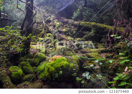 屋久島白谷雲水峽健行 | 茂密的世界遺產自然與夢幻神秘的幽靈公主森林【聖地朝聖】 121875460