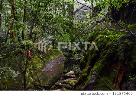 屋久島白谷雲水峽健行 | 茂密的世界遺產自然與夢幻神秘的幽靈公主森林【聖地朝聖】 121875463