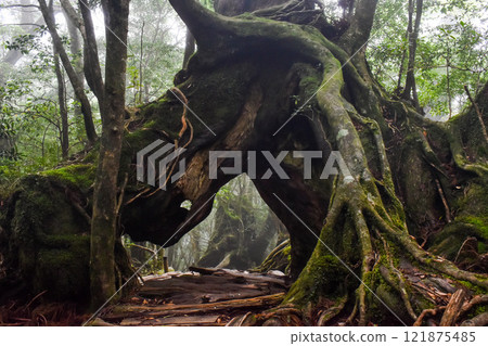 屋久島白谷雲水峽健行 | 茂密的世界遺產自然與夢幻神秘的幽靈公主森林【聖地朝聖】 屋久島白谷雲水峽健行 | 茂密的世界遺產自然與夢幻神秘的幽靈公主森林【聖地朝聖】 121875485