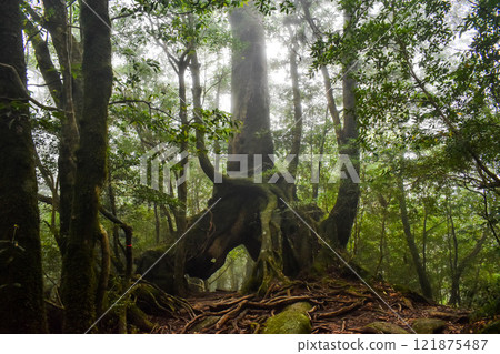 屋久島白谷雲水峽健行 | 茂密的世界遺產自然與夢幻神秘的幽靈公主森林【聖地朝聖】 121875487