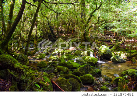 屋久島白谷雲水峽健行 | 茂密的世界遺產自然與夢幻神秘的幽靈公主森林【聖地朝聖】 121875491