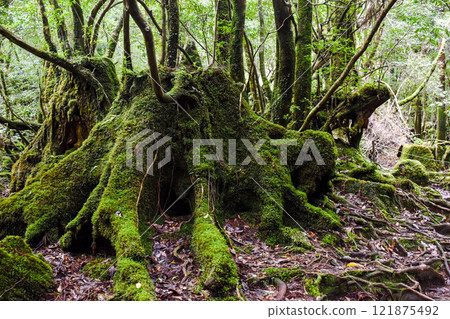 屋久島白谷雲水峽健行 | 茂密的世界遺產自然與夢幻神秘的幽靈公主森林【聖地朝聖】 121875492