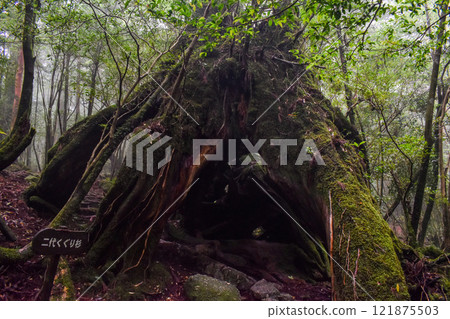 屋久島白谷雲水峽健行 | 茂密的世界遺產自然與夢幻神秘的幽靈公主森林【聖地朝聖】 121875503